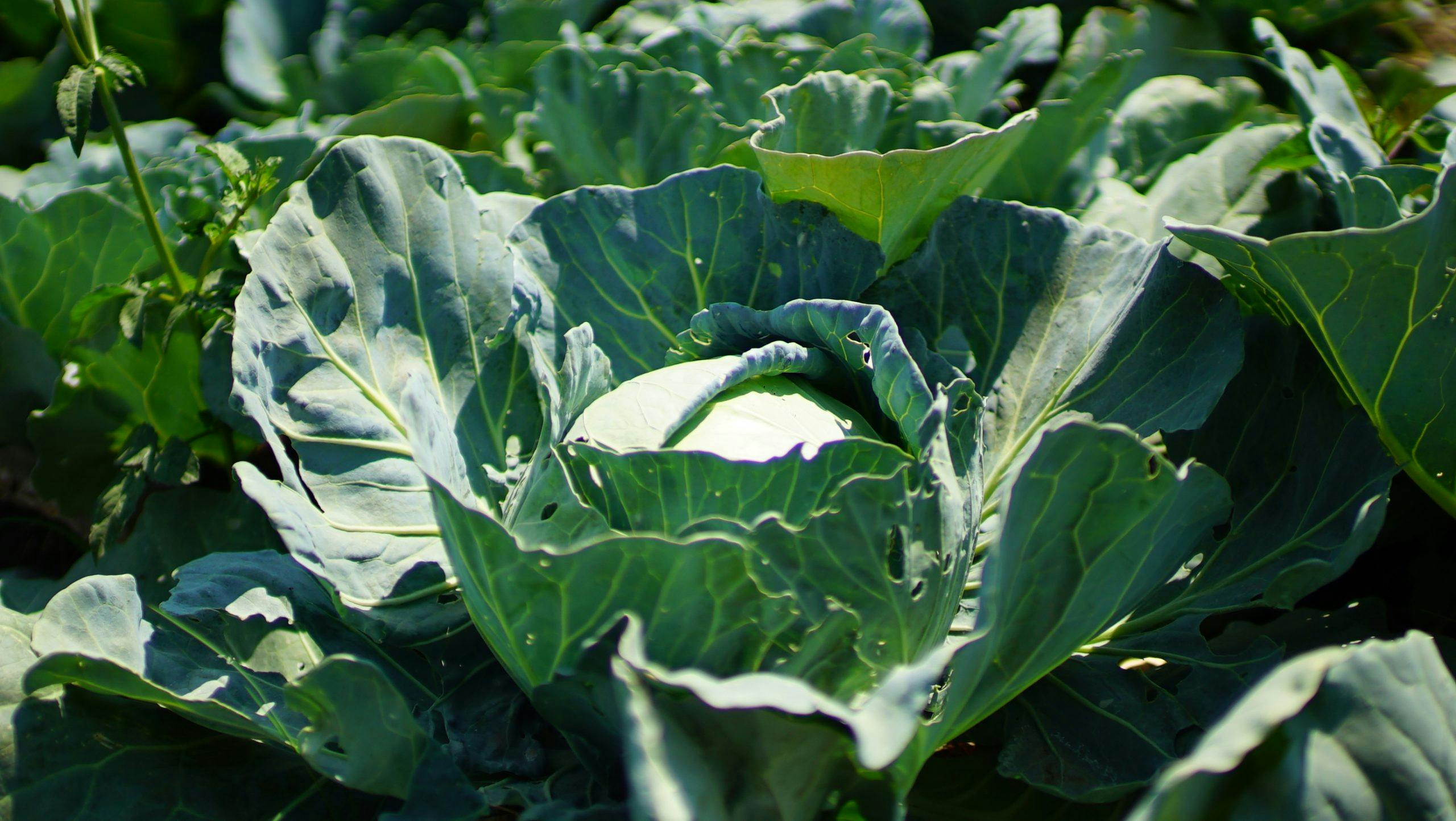 Close-up of vegetable crops